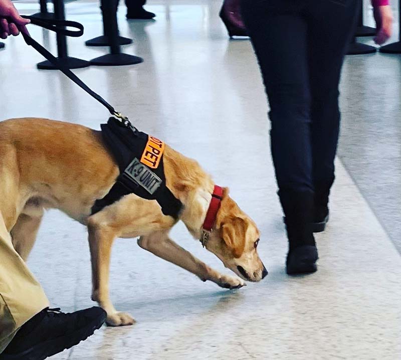 TSA K9 with handler sniffing passenger in security