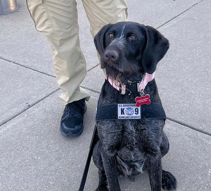 TSA K9 sitting with harness and handler